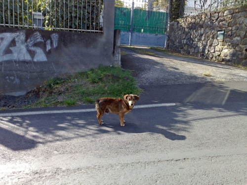Projekt: "Ein Reservat für Straßenhunde" auf La Réunion