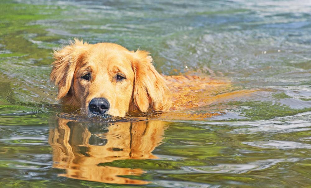Wasserratte oder Landei? - Was Sie über schwimmende Hunde wissen sollten