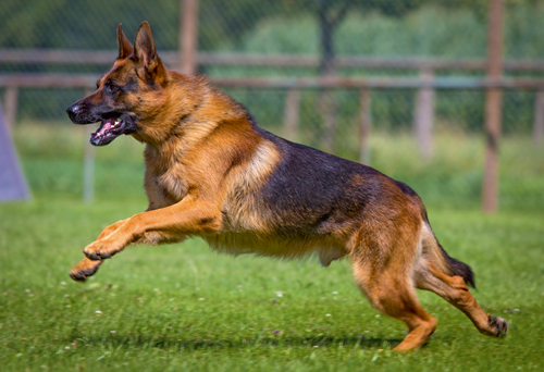 Der Deutsche Schäferhund: Die verkaufte Gesundheit?