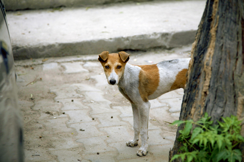 Eine bessere Welt für die Straßenhunde in Sarajevo