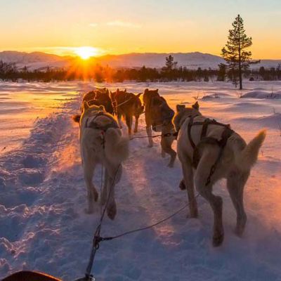 Dog sledding with huskies in beautiful sunset