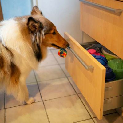 Servicehund_klein