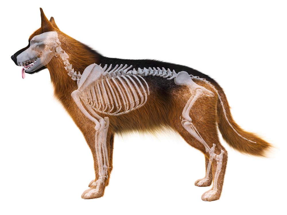 Basiswissen Hunde-Anatomie: Das Hunde-Skelett