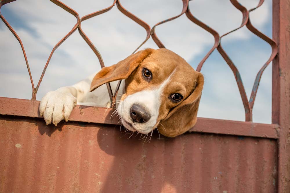 Stress beim Hund: Heute schon gestresst gewesen?