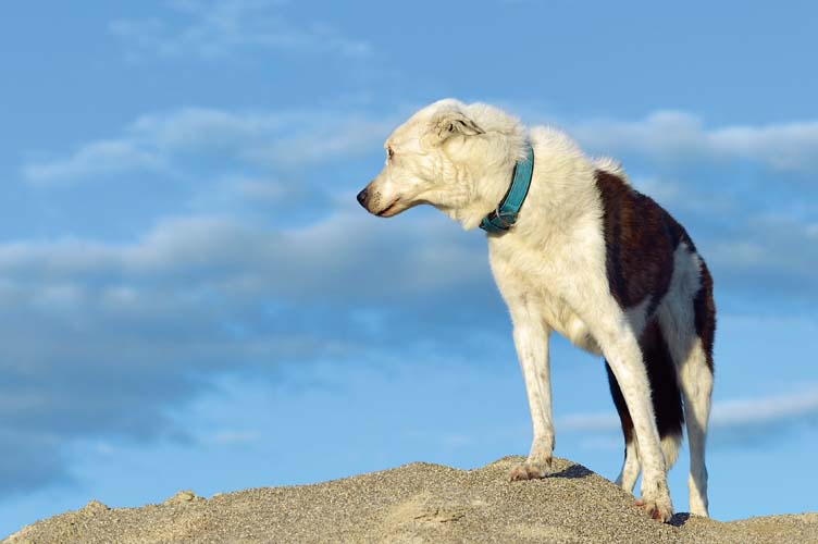 Gibt es Autismus bei Hunden? - Der Canis autisticus 2.0