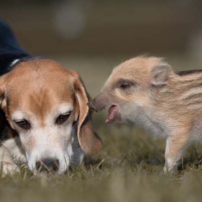 Strodtbeck-Beagle-DSC_4506_klein