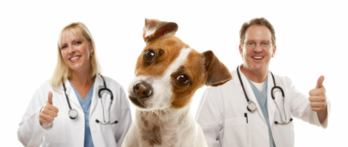 Wie findet man eigentlich einen guten Tierarzt? - Tierärzte als Prügelknaben der Hundehalternation?