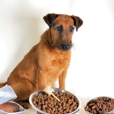 Hund mit verschiedenem Futter