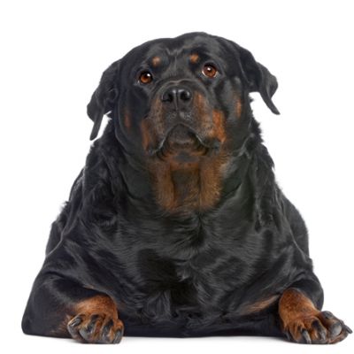 Fat Rottweiler, 3 years old, lying in front of white background