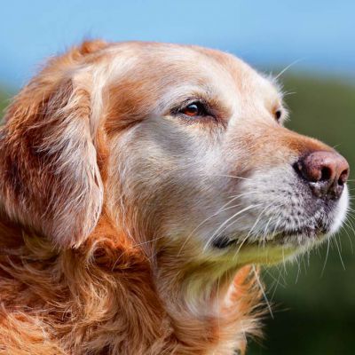 Golden retriever dog
