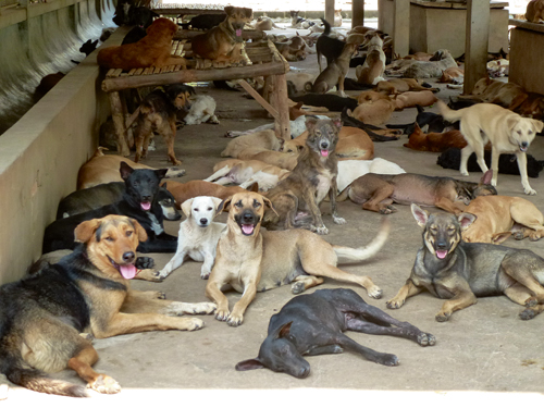 Thailand: Paradies – oder Vorhof zur Hölle? - Über den „Trade of shame“ mit Hunden