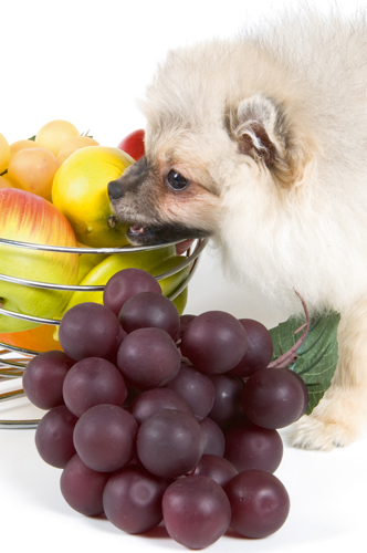 Weintrauben - „Süßes Gift“ für Hunde!