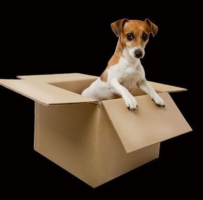 Dog in the box