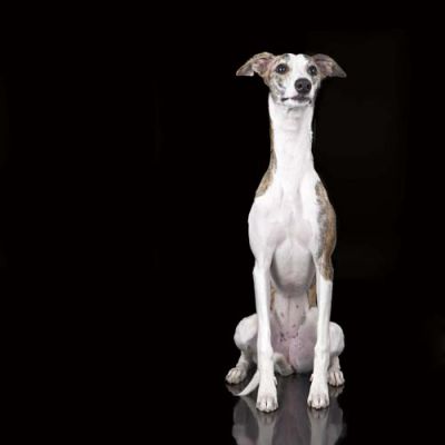the whippet on a black background