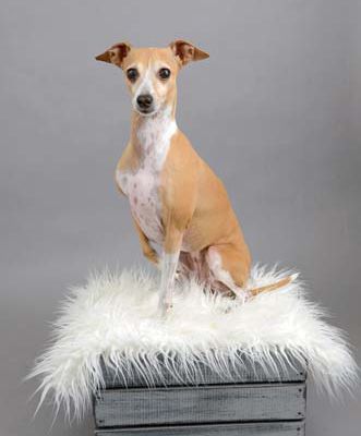 Italian Greyhound Posing Pretty on Crate with Fur