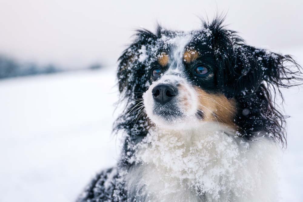 Hund sein im Winter: Nützliche Tipps für die kalte Zeit