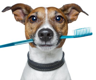dog with a toothbrush