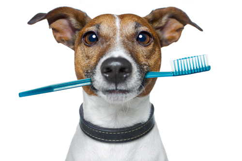 Tierzahnheilkunde für Hundebesitzer - Konservierende Zahnheilkunde und Orthodontie