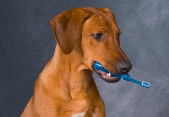 dog with toothbrush in muzzle