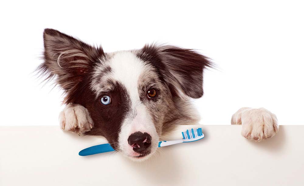 Zahnpflege  beim Hund