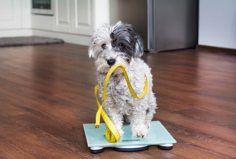 Ach, Du dicker Hund! - Was tun, um das Gewicht beim Hund zu reduzieren?