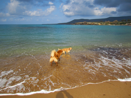 Die Streuner der griechischen Insel Kefalonia: Hilfe vor Ort -