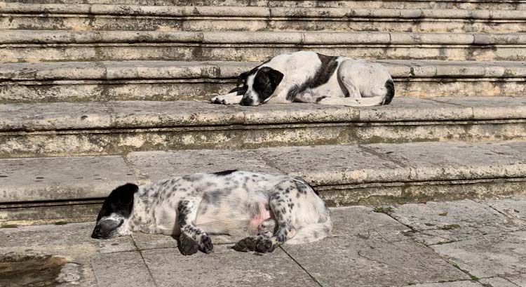 Auslandstierschutz: Ist gut gemeint immer gut für den Hund?